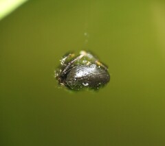 Arkys speechleyi