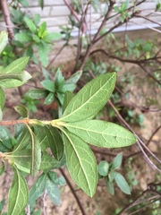 Rhododendron × pulchrum