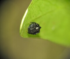 Arkys speechleyi