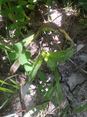 Colchicum umbrosum