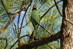 Psittacula longicauda