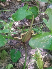 Arum elongatum