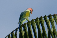 Psittacula longicauda