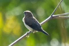 Lonchura leucogastroides