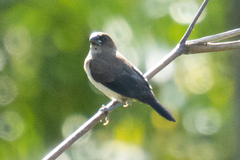 Lonchura leucogastroides