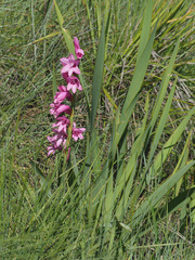 Watsonia lepida