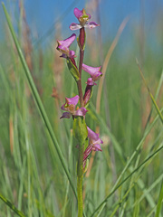Disperis tysonii