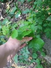 Smyrnium perfoliatum