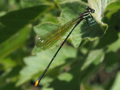 Allocnemis leucosticta