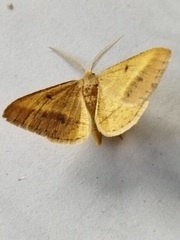 Isturgia arenacearia