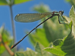 Allocnemis leucosticta