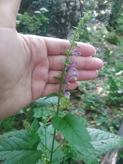 Scutellaria altissima