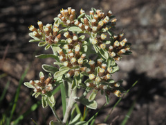 Helichrysum spiralepis