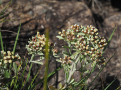 Helichrysum spiralepis