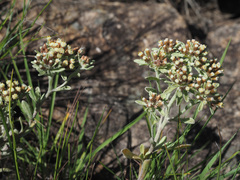 Helichrysum spiralepis