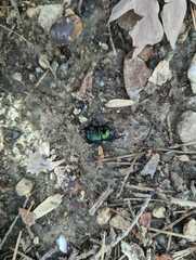 Geotrupidae