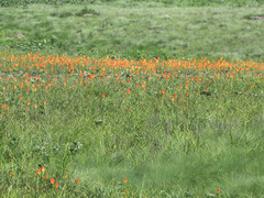 Kniphofia caulescens