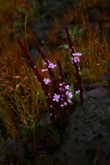 Striga gesnerioides