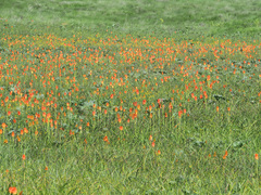 Kniphofia caulescens