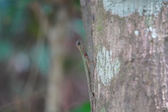 Draco melanopogon