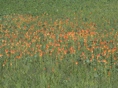 Kniphofia caulescens