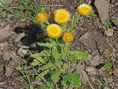 Helichrysum tenax