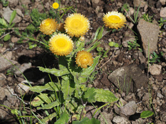 Helichrysum tenax