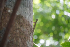 Draco quinquefasciatus