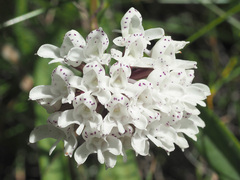 Disa cephalotes cephalotes