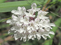 Disa cephalotes cephalotes