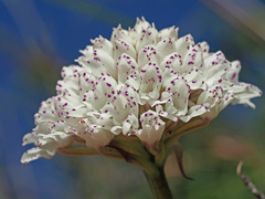 Disa cephalotes cephalotes