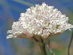 Disa cephalotes cephalotes