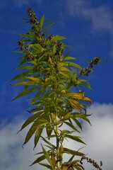 Cannabis sativa