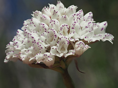 Disa cephalotes cephalotes