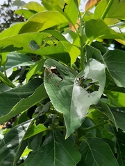 Coreoidea