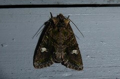 Ichneutica plena