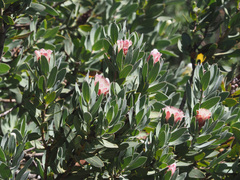 Protea subvestita