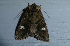 Ichneutica plena