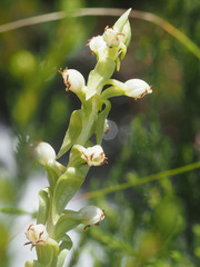 Satyrium ligulatum