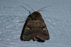 Proteuxoa tetronycha