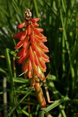 Kniphofia pumila
