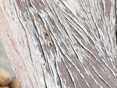 Tetraponera rufonigra