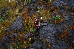 Striga gesnerioides