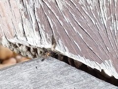 Tetraponera rufonigra