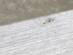 Tetraponera rufonigra