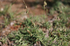Polygala leptophylla