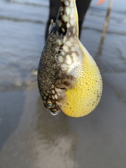 Chelonodontops patoca