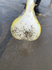 Chelonodontops patoca