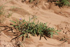 Monsonia