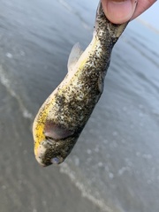 Chelonodontops patoca